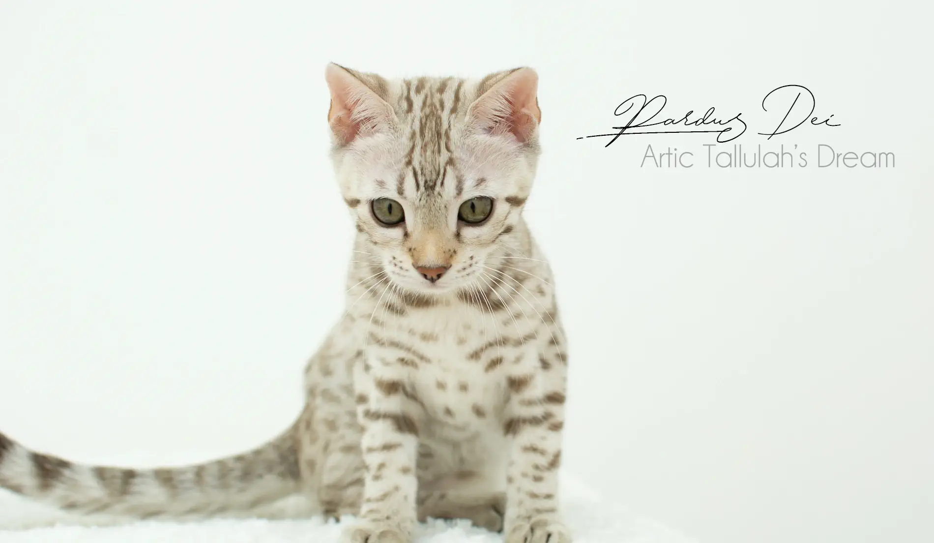 Chat Bengal